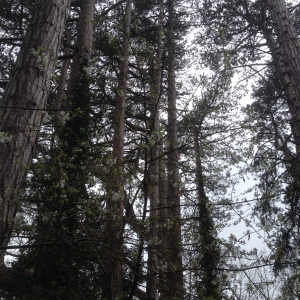Narnia Forest (Rostrevor)